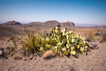 Scenic desert landscape and flora in the Big Bend National Park, Texas