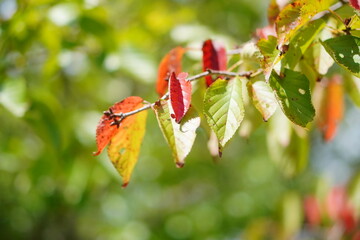 色付いた木の葉。福島県いわき市にある三崎公園。夏休みの家族旅行。