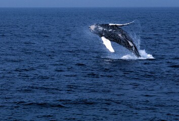 Fototapeta premium Humpback Whale Breaching