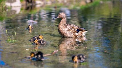 mother duck swims on the lake with her little cute ducklings, spring, summer, bird life