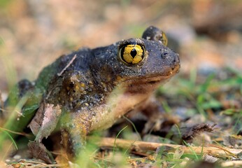 Spadefoot Toad