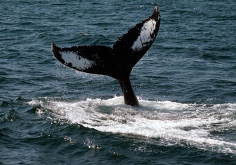Fototapeta premium Humpback Whale Flukes