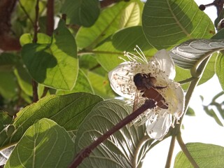 Honey Bee collect nectar and pollen from guava flower.honey Bee pollinate Podium guajava flower.Honey Bee on white flower 