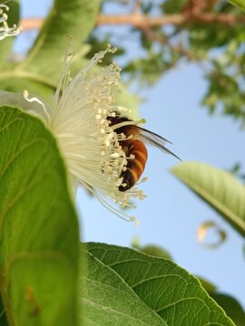 Honey Bee collect nectar and pollen from guava flower.honey Bee pollinate Podium guajava flower.Honey Bee on white flower 