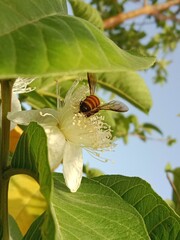 Honey Bee collect nectar and pollen from guava flower.honey Bee pollinate Podium guajava flower.Honey Bee on white flower 