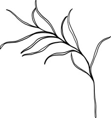 Cosmea Leaves line art