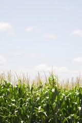 Obraz premium Cornfield