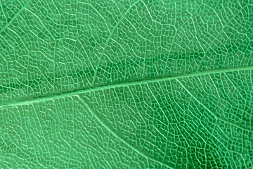 macro photography, natural plant background in the form of a skeletonized leaf of green color,...