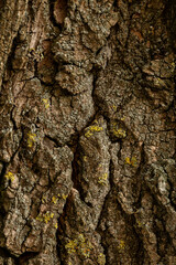 Relief texture of brown tree bark with yellow moss.