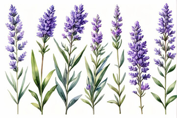Lavender twigs in watercolor style on a white background.