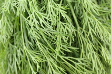 Sprigs of fresh dill as background, closeup view