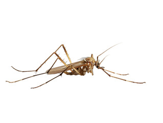 photograph of Mosquito die in the prone position due to exposure to toxins , Danger from beasts Carrying germs to humans, on isolate white background