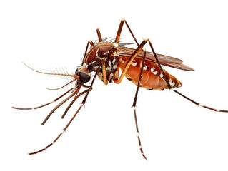 Fototapeta premium photograph of Mosquito die in the prone position due to exposure to toxins , Danger from beasts Carrying germs to humans, on isolate white background