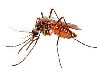 photograph of Mosquito die in the prone position due to exposure to toxins , Danger from beasts Carrying germs to humans, on isolate white background
