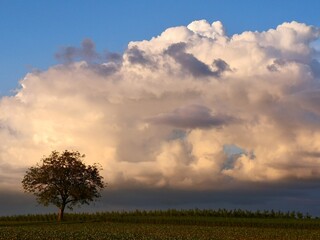 Baum im Feld