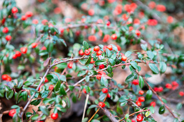 Obraz premium Photo of a decorative bush, a flowering tree