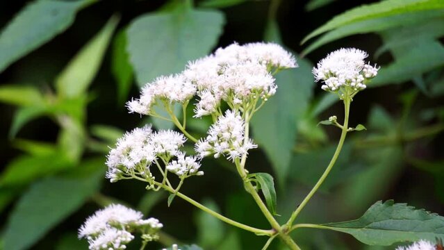 Eupatorium perfoliatum (boneset, boneset, agueweed, feverwort, sweating plant). This plant applied extracts for fever and common colds