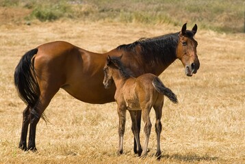 Mare With Foal