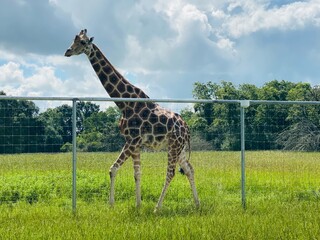 giraffe in the zoo © Kshitija