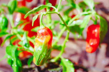 chilischoten am strauch verschiedene farben in szene gesetzt