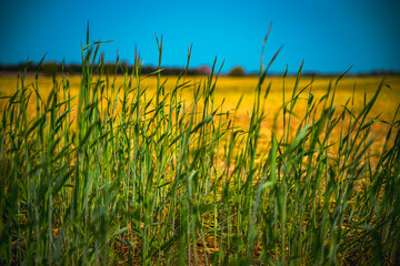 Barley crop in the agricultural field: Midwestern Farmland Summer Landscape in Hartford, Minnehaha...