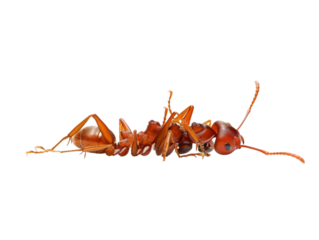 photograph of ant die in the prone position due to exposure to toxins , Danger from beasts Carrying germs to humans, on isolate white background