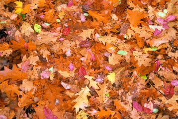Autumn Leaves