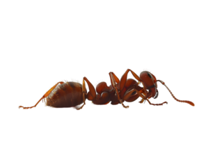 photograph of ant die in the prone position due to exposure to toxins , Danger from beasts Carrying germs to humans, on isolate white background