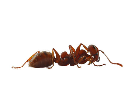 photograph of ant die in the prone position due to exposure to toxins , Danger from beasts Carrying germs to humans, on isolate white background