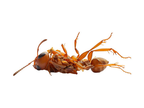 photograph of ant die in the prone position due to exposure to toxins , Danger from beasts Carrying germs to humans, on isolate white background