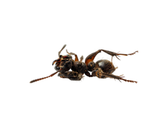 photograph of ant die in the prone position due to exposure to toxins , Danger from beasts Carrying germs to humans, on isolate white background