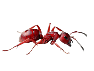 photograph of ant die in the prone position due to exposure to toxins , Danger from beasts Carrying germs to humans, on isolate white background