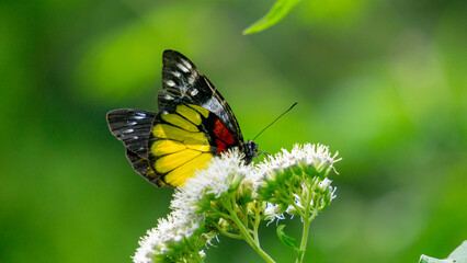 Beautiful butterfly on the Eupatorium perfoliatum (boneset, boneset, agueweed, feverwort, sweating plant)