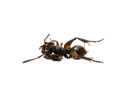 photograph of ant die in the prone position due to exposure to toxins , Danger from beasts Carrying germs to humans, on isolate white background