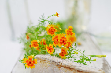Tagetes schön in szene gesetzt 