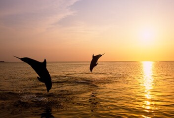 Fototapeta premium Silhouette Of Bottlenose Dolphins