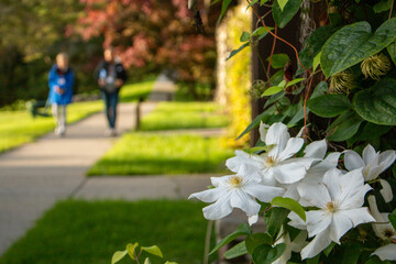 Early morning walk on a path with white flowers