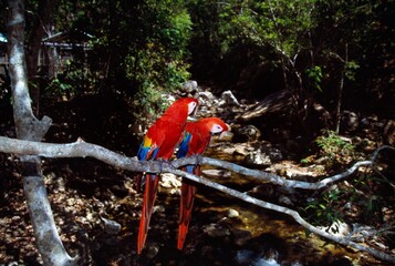 Obraz premium Pair Of Scarlet Macaws On Tree Branch