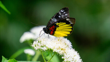 Beautiful butterfly on the Eupatorium perfoliatum (boneset, boneset, agueweed, feverwort, sweating...