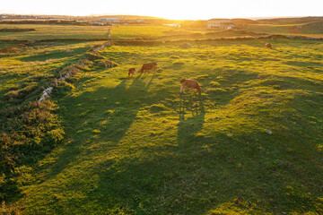 Cows graze on green pasture in backlight, evening sun on pasture