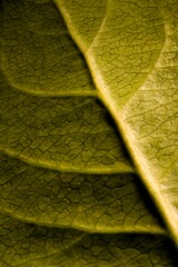 Obraz premium Leaf Detail