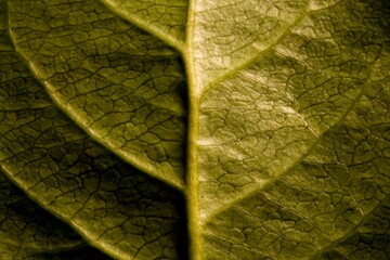 Leaf Detail