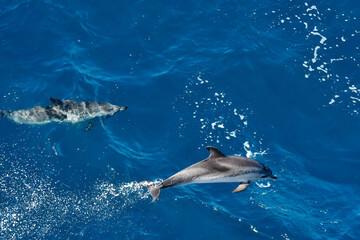 Atlantic spotted dolphin breaching in the ocean