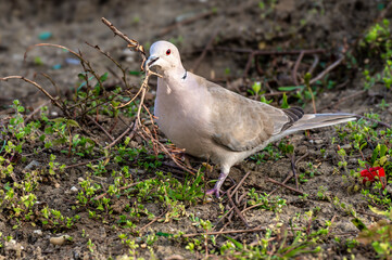 szary gołąb sierpówka (Streptopelia decaocto) z patykiem w dziobie buduje gniazdo