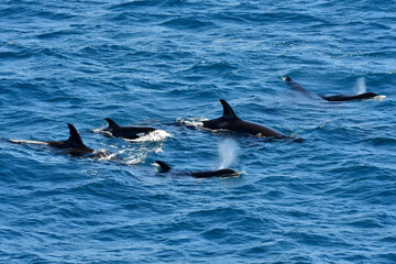 A pod of Orcas surfacing 