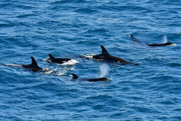 Fototapeta premium A pod of Orcas surfacing 
