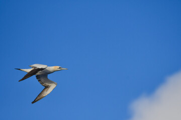 Northern gannet flying against a clear blue sky. 