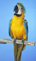 Blue-And-Gold Macaw