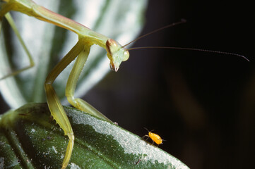 Praying Mantis And Aphid