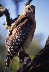 Red Shoulder Hawk